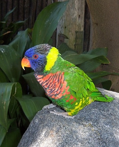 Bright colorful parrot photo