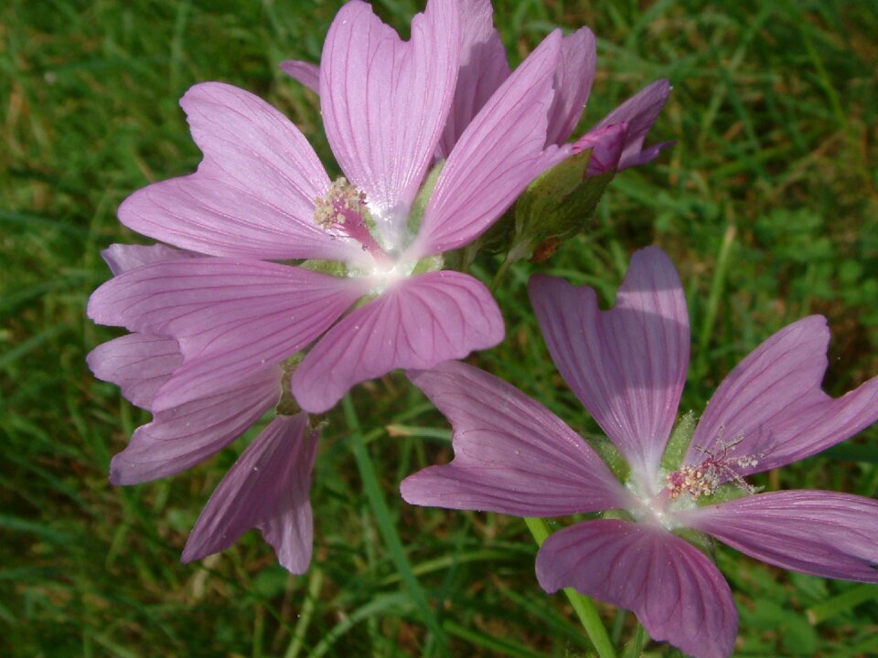 Bloom blossom flora