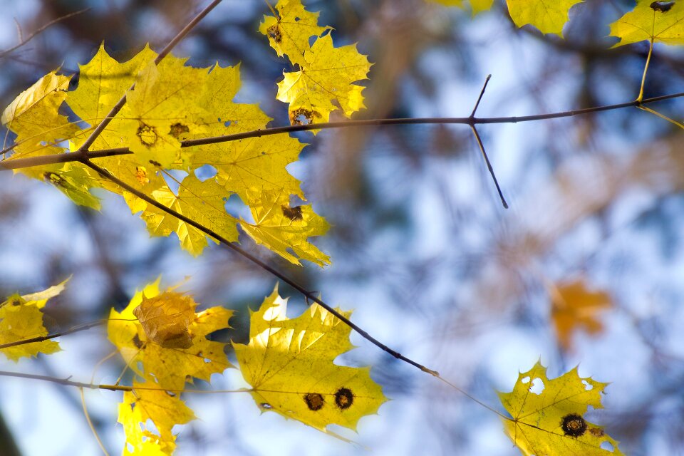Plant foliage season