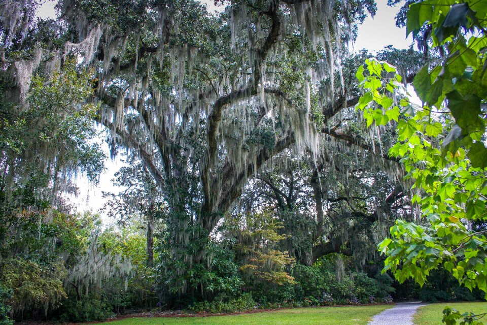 Southern live oak tree garden path