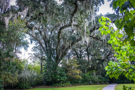 Southern live oak tree garden path photo