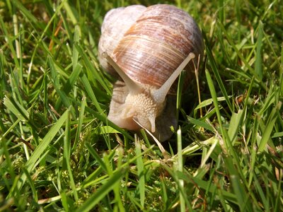 Snail mollusk shell