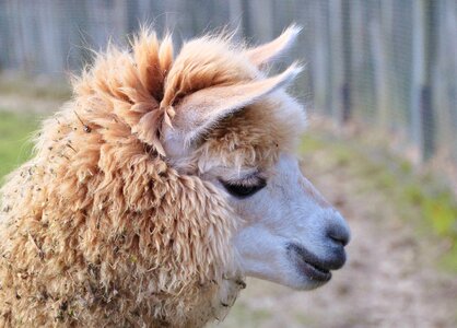 Nature portrait fur photo