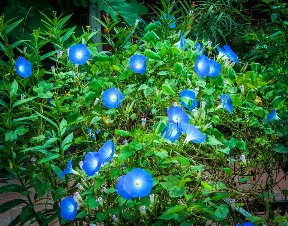 Convolvulaceae flowers vine