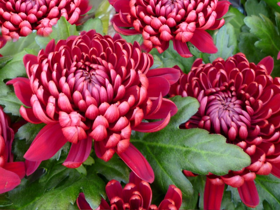 Flower flowers blooms