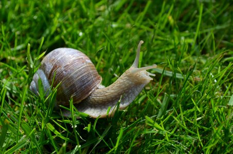 Snail schnecknehaus mollusk