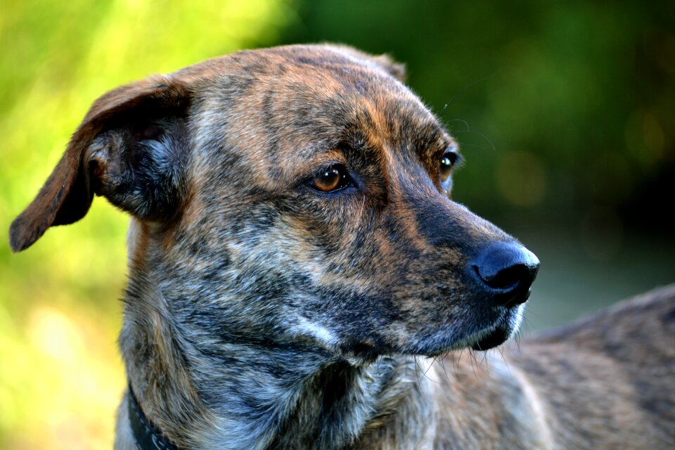 Animal domestic head