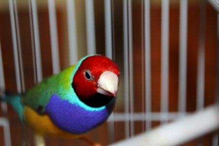 Wings feather wildlife