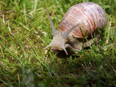 Snail mollusk shell