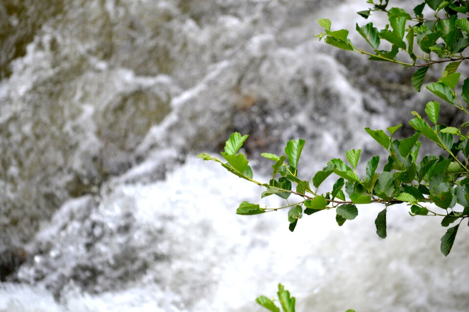 Branch waterfall leaves