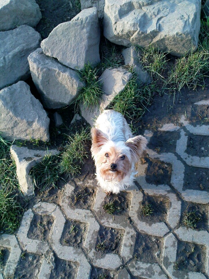 Yorkshire terrier cute yorkie