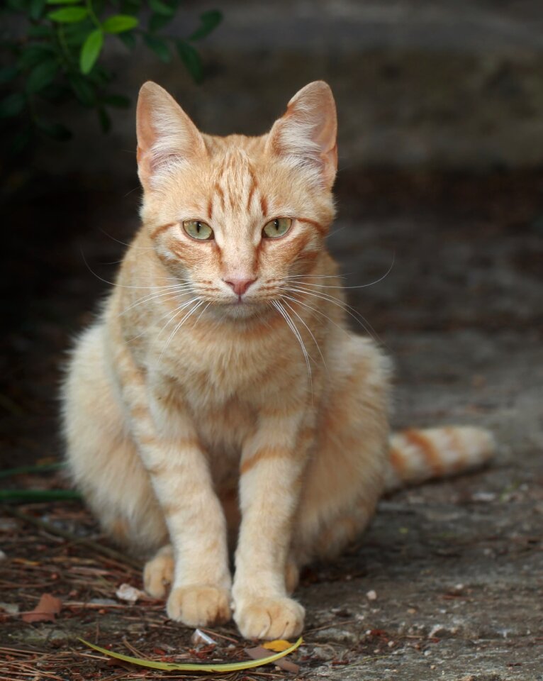Cat face head domestic cat