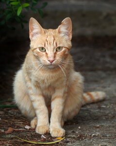 Cat face head domestic cat photo