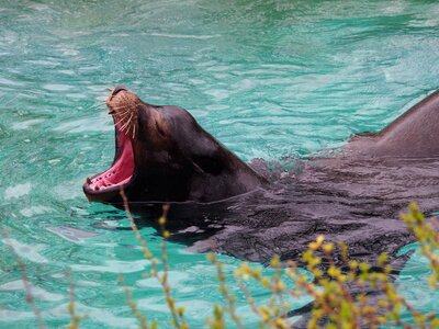 Mammals meeresbewohner water photo