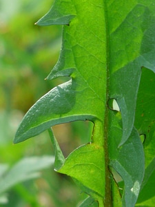 Common dandelion dandelion leaf leaf
