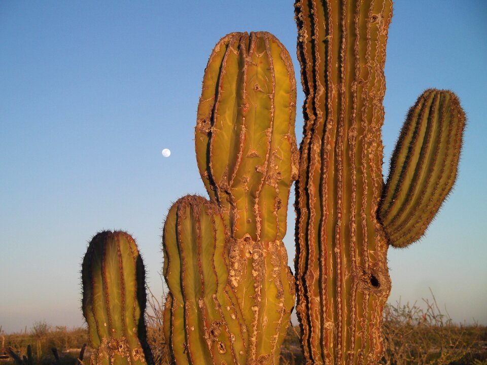 Moon cactus huge