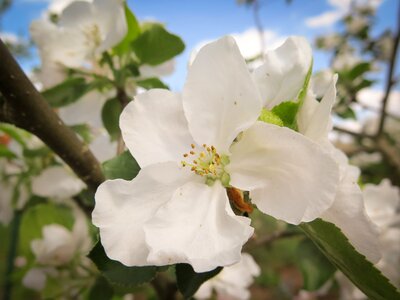 Bloom white nature