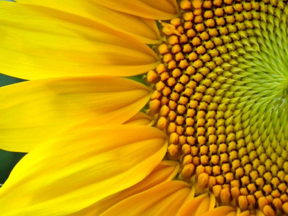 Yellow sunny huge flower