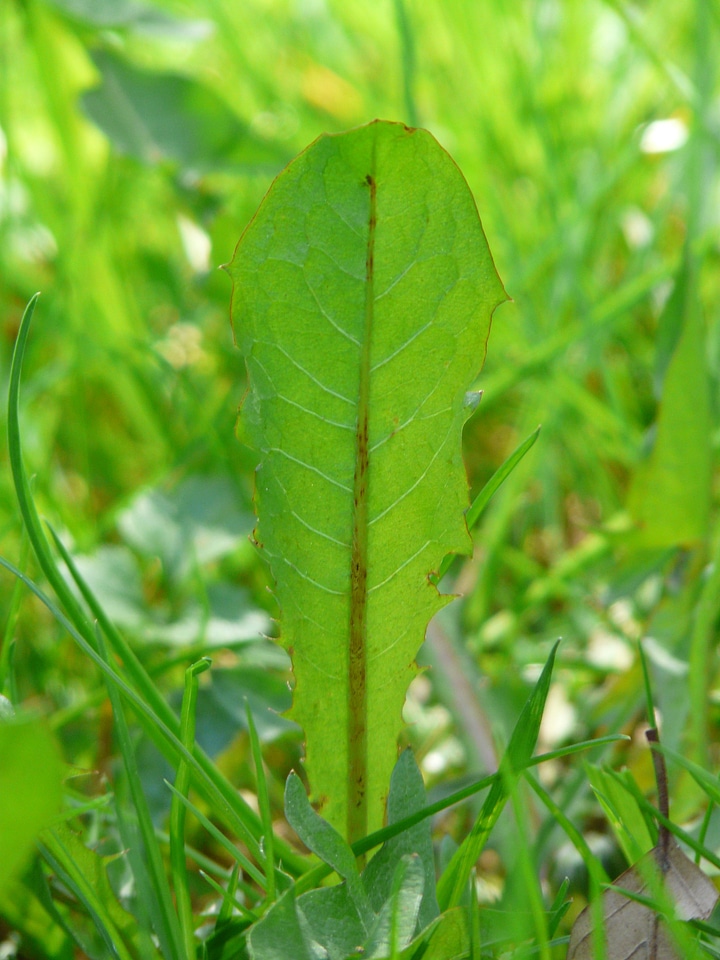 Common dandelion dandelion leaf leaf