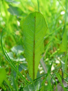 Common dandelion dandelion leaf leaf photo
