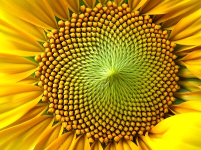 Yellow sunny huge flower