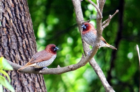 Bird fauna india photo