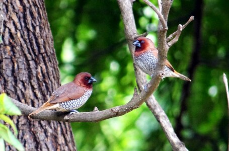 Bird fauna india