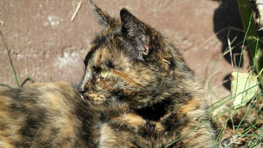 Portrait mammal relax
