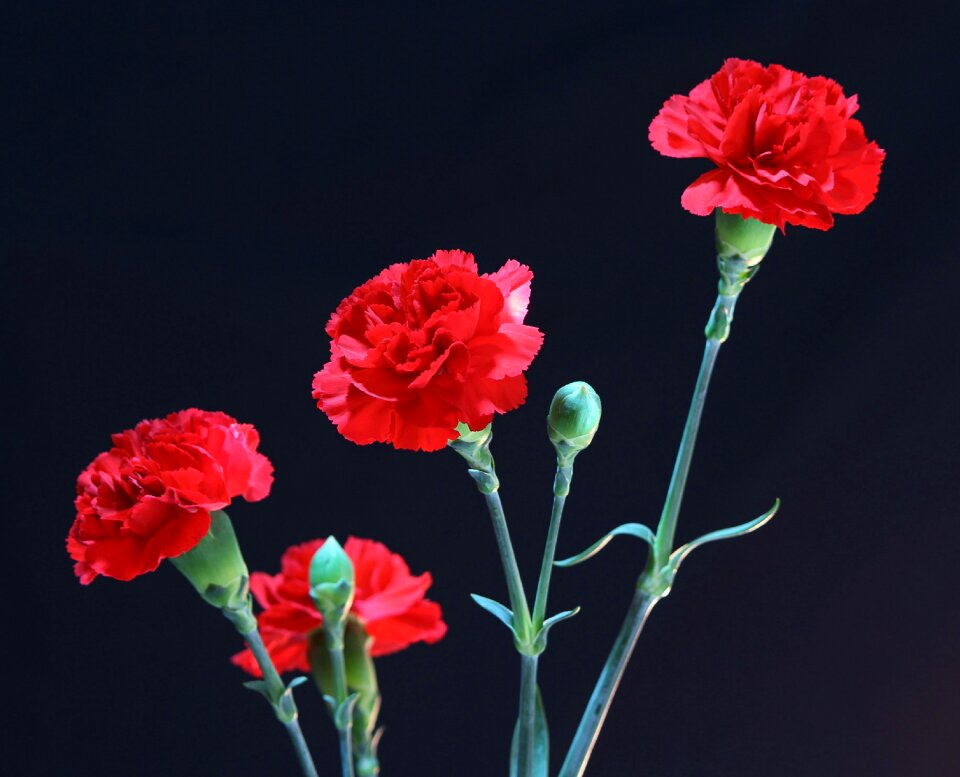 Plant natural blossom photo