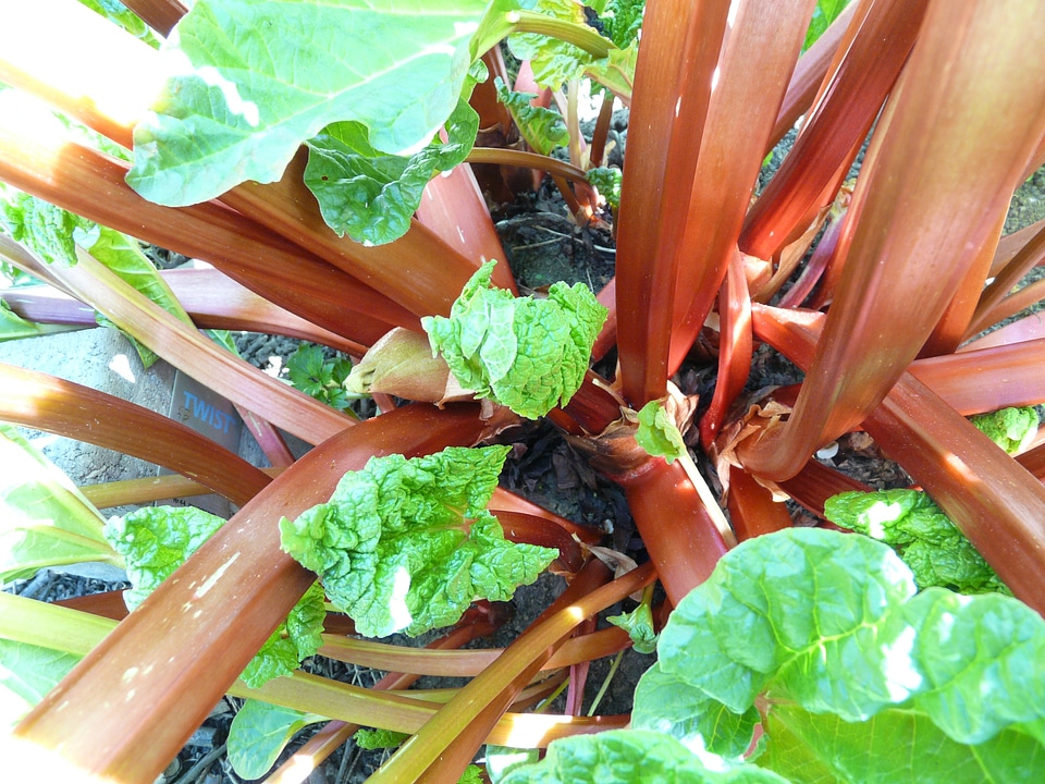 Rhubarb vegetables vegetables rhabarber
