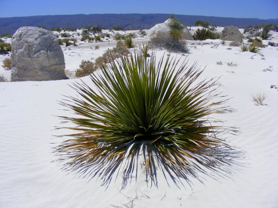 Mexico cuatro cinegas white desert