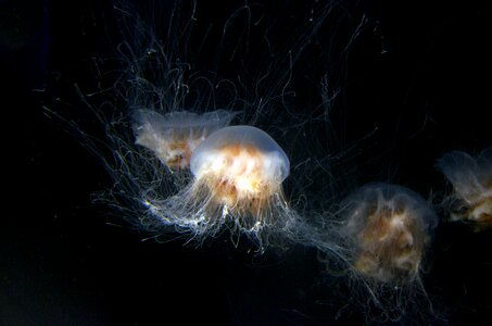 Peaceful sea life jellies