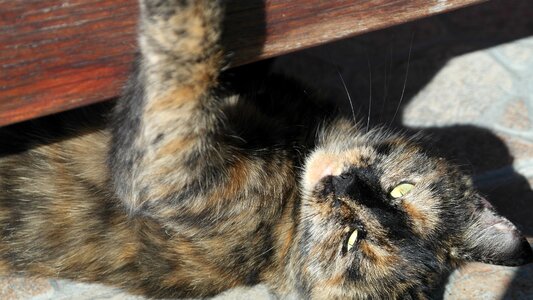 Mammal chill out domestic cat