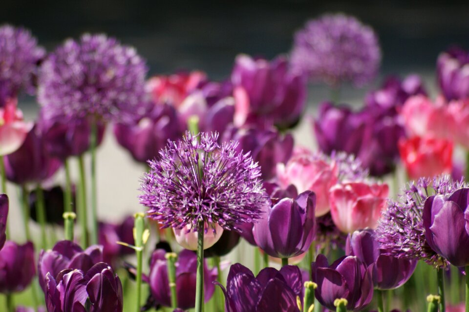 Tulips violet purple