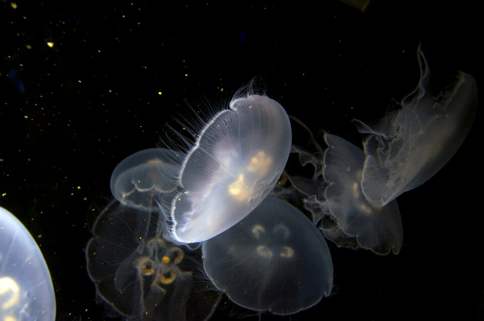 Peaceful sea life jellies