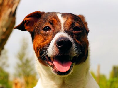 Pet head face photo