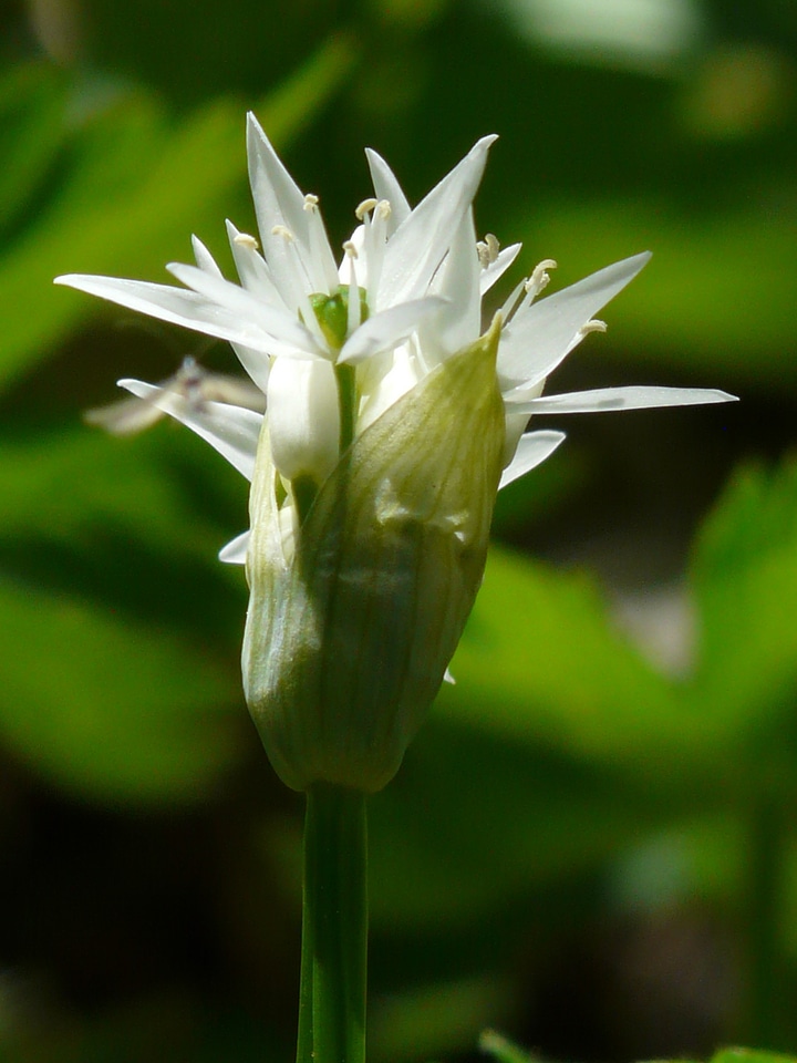 Bear's garlic blossom bloom