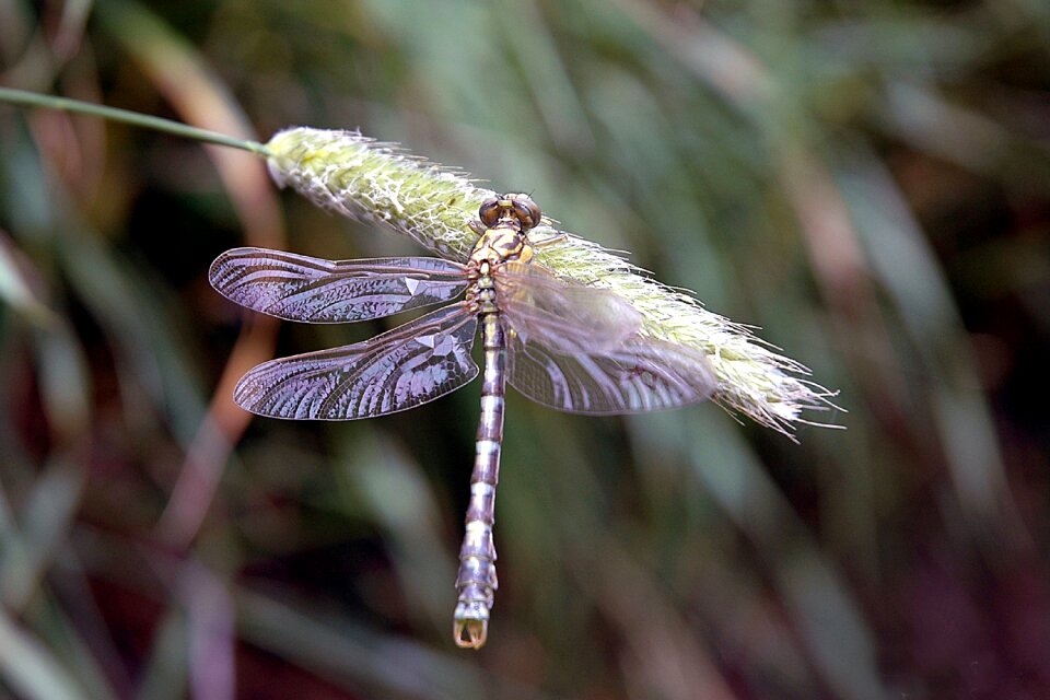 Dragonfly insects nature reed