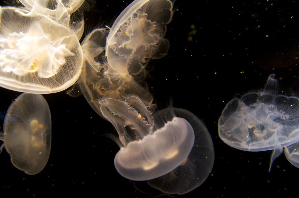 Peaceful sea life jellies