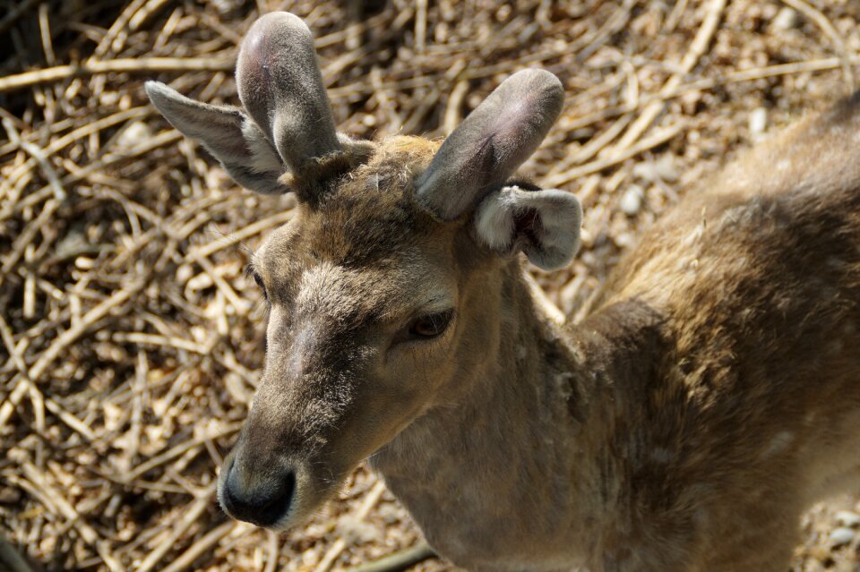 Animal world forest mammal