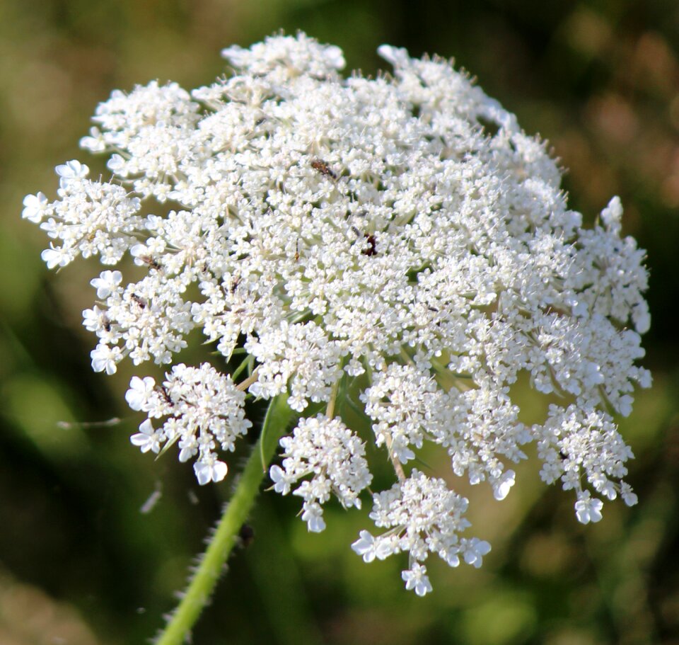 Chervil umbelliferae stalk