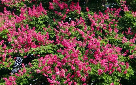 Pride of india jarul tree