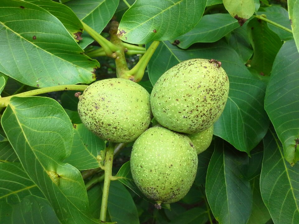 Juglans regia fruit walnut nut