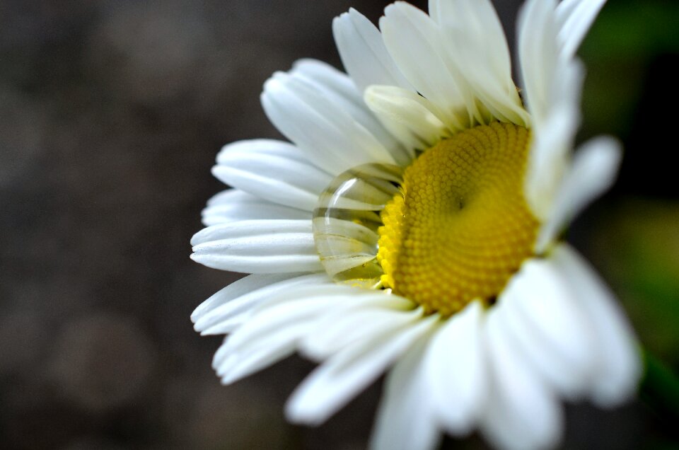 Garden plant white fresh