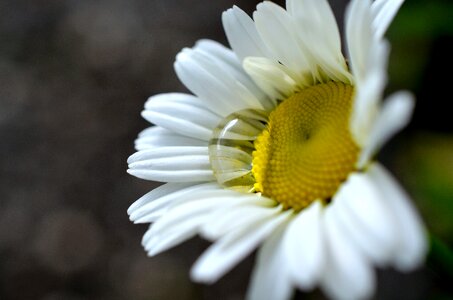 Garden plant white fresh