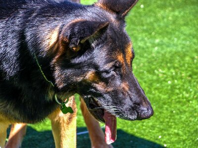 Animals pets puppy