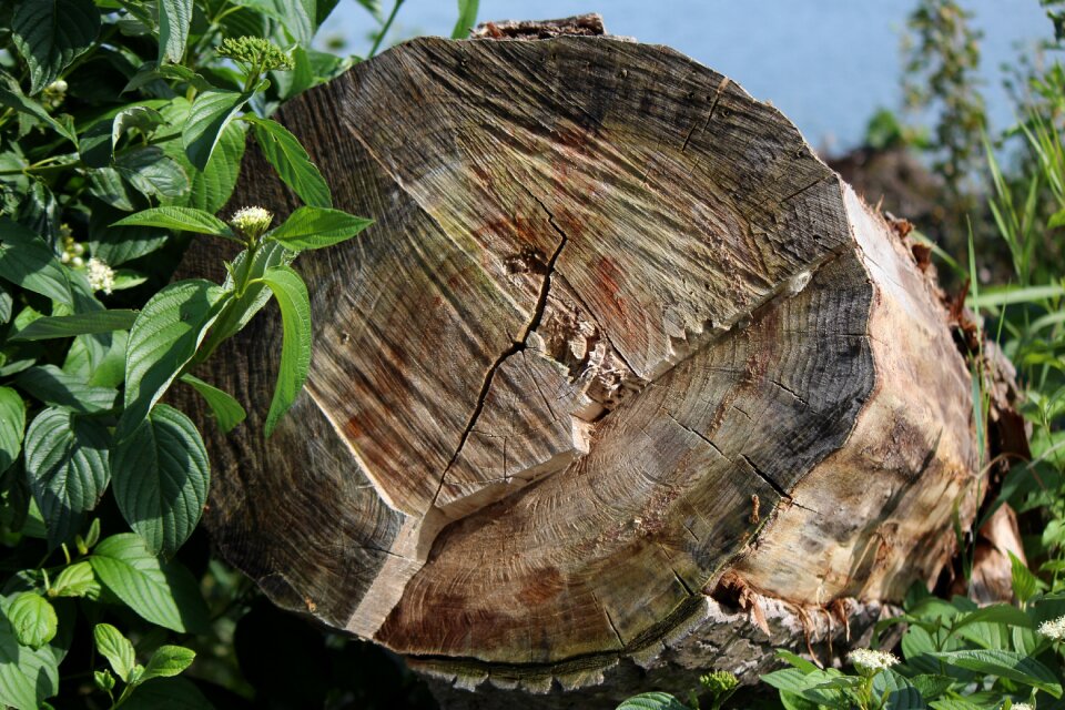Weathered annual rings plant