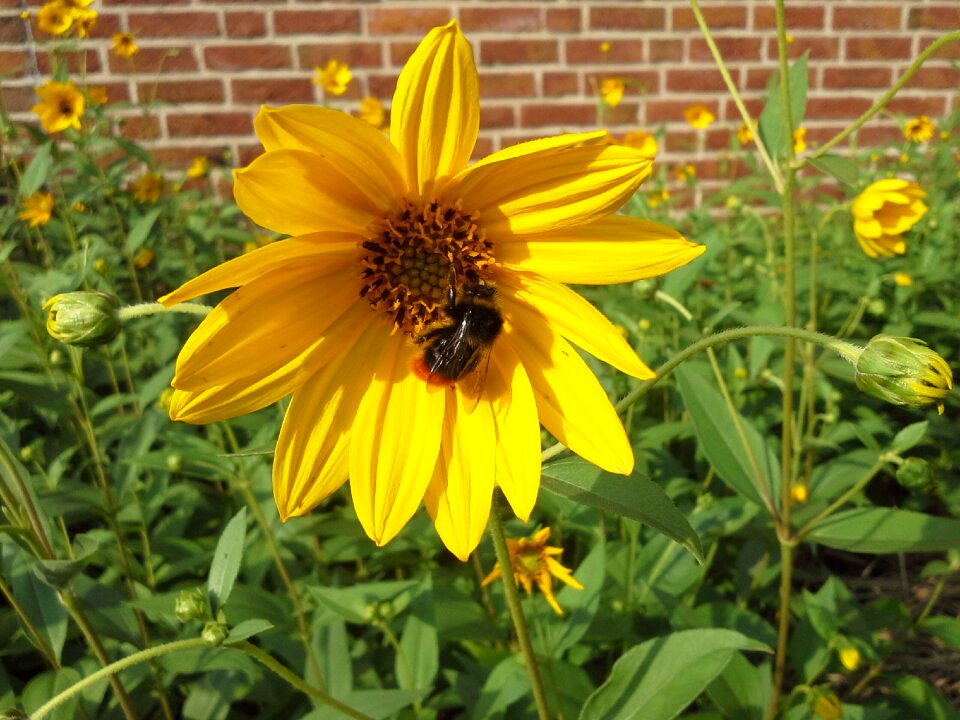 Bloom close up sunny
