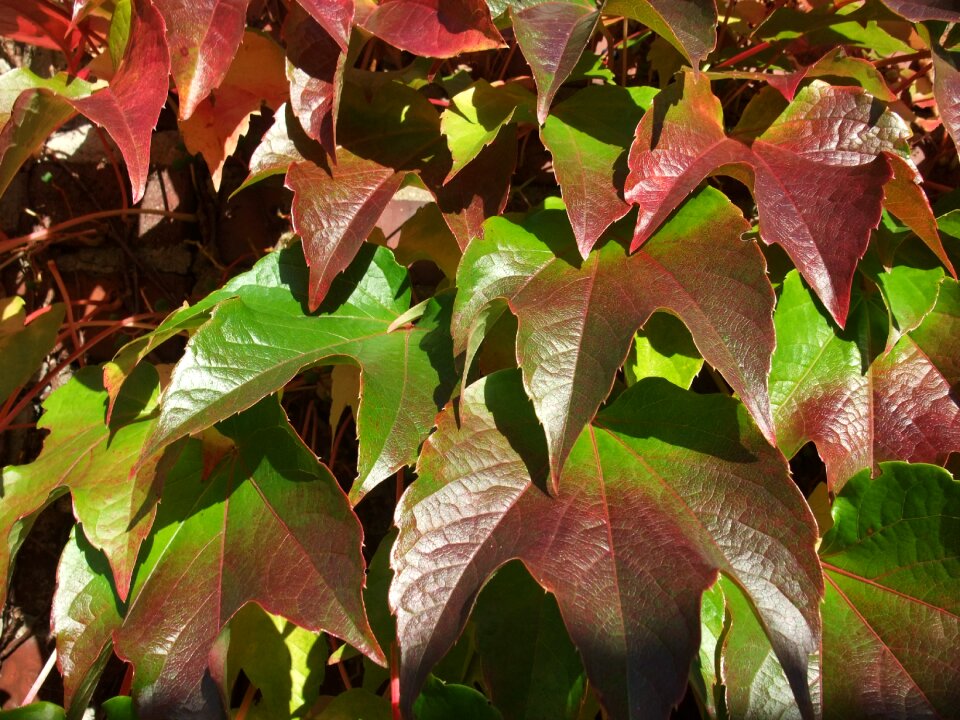 Wine climber plant leaves