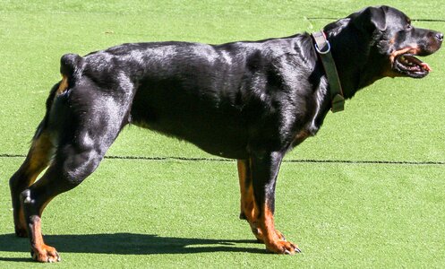 Pets puppy loyalty